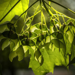 SZTP-751 Kolczyki sztyfty LIŚĆ KLONU Srebro pr 925 