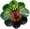Crystal Vitrail Medium (VM) Crystal Vitrail Medium (VM)