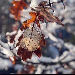SZTP-746 Kolczyki LIŚĆ DĄB - Srebro 925 RODOWANE